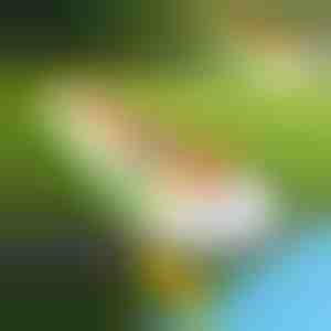 Nadmuchiwana zjeżdżalnia wodna (465x80cm) | REEFLY