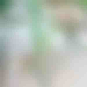 Stabilizator Roślin | ROOTZI